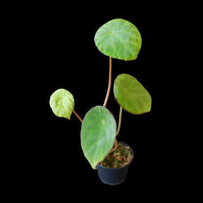 Begonia scapigera