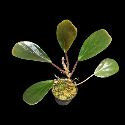 Begonia blancii