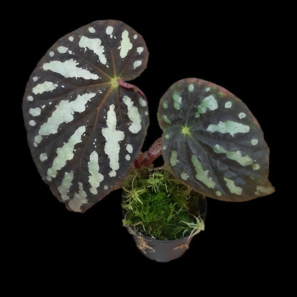 Begonia aiensis