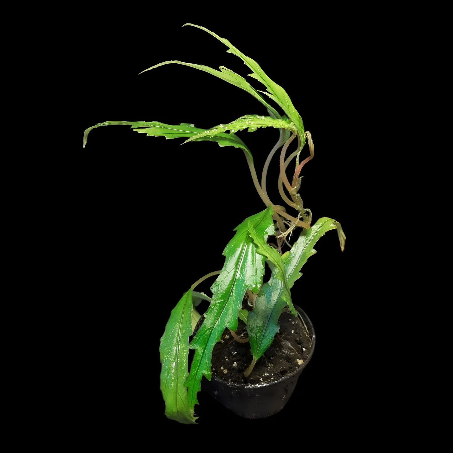 Begonia henrilaportei (Miniaturbegonie)