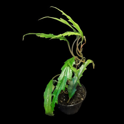 Begonia henrilaportei (Miniaturbegonie)