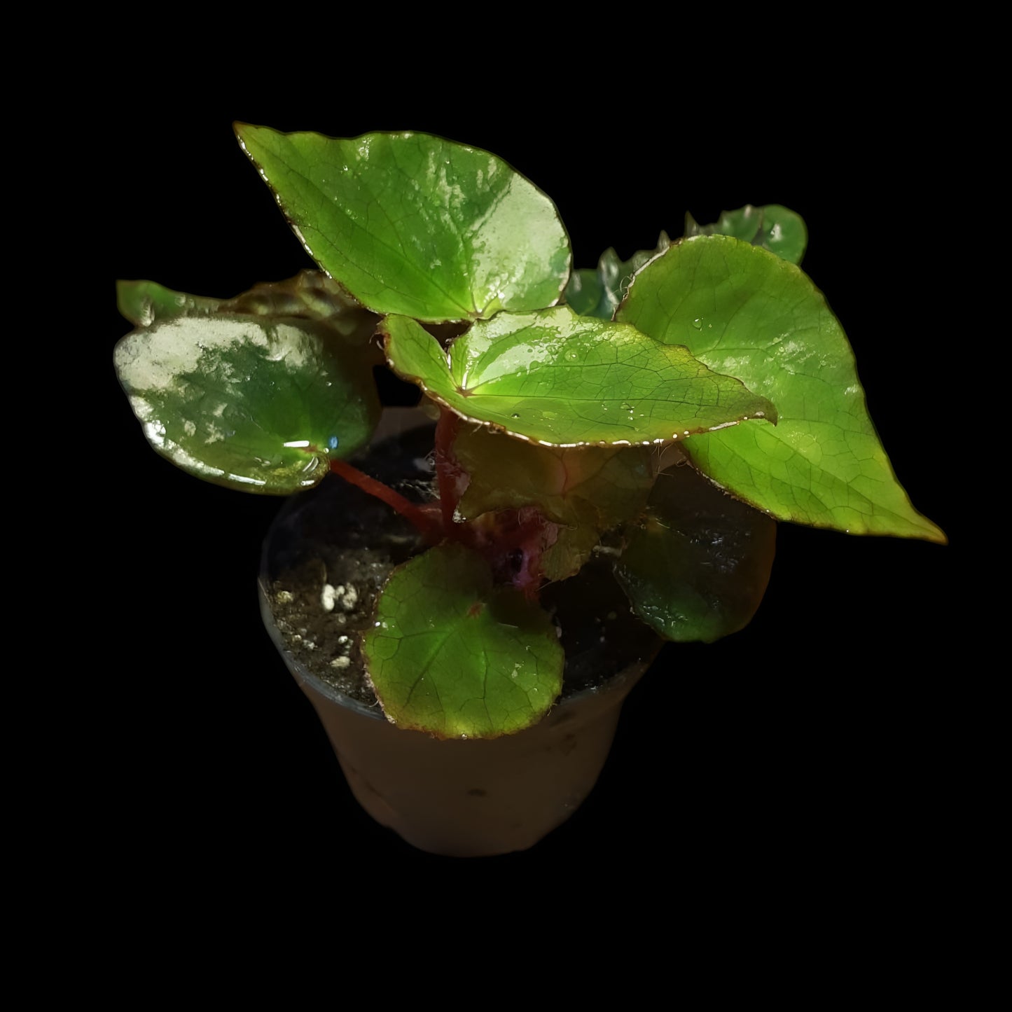 Begonia ferox