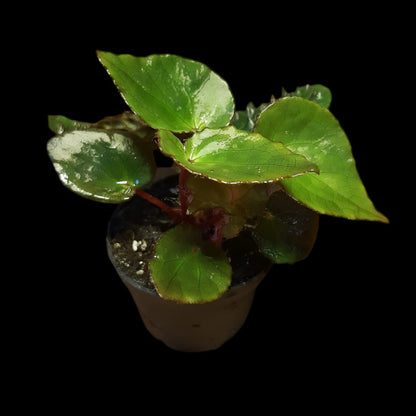 Begonia ferox