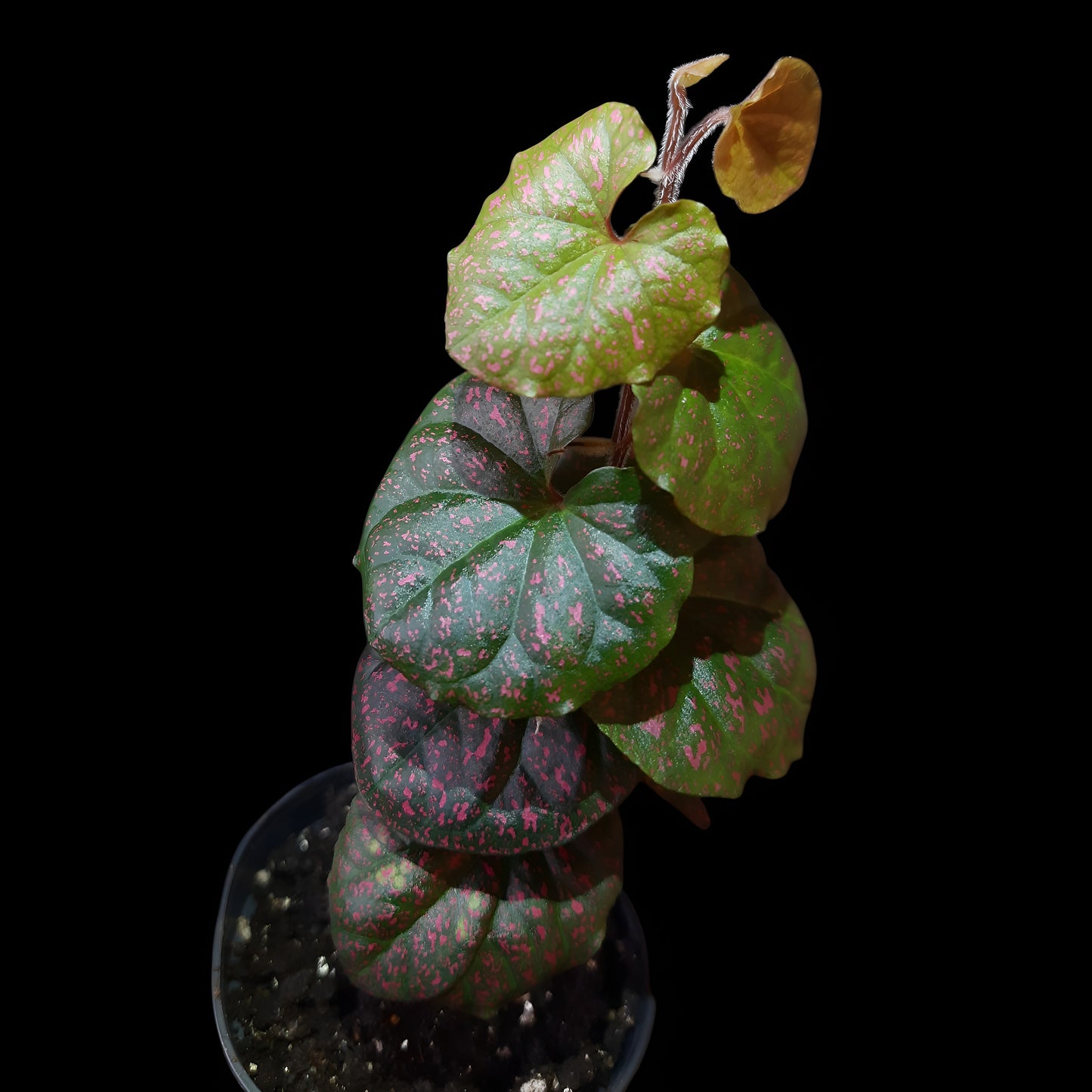 Rarität! Piper sp. Papua pink, Rankpflanze fürs Regenwald Terrarium