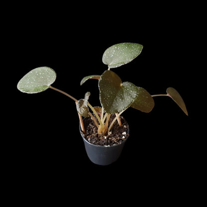 Begonia caramoanensis (U185)