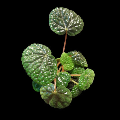 Begonia bullatifolia
