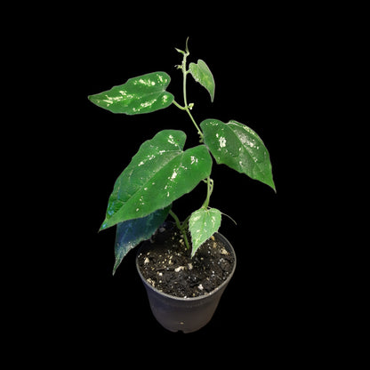 Piper sp. unkown, (Kalimantan, Borneo)