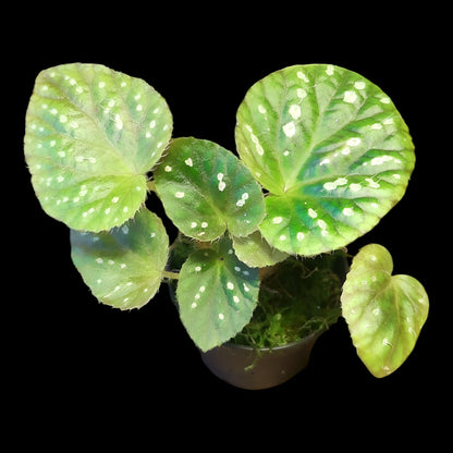 Begonia U681