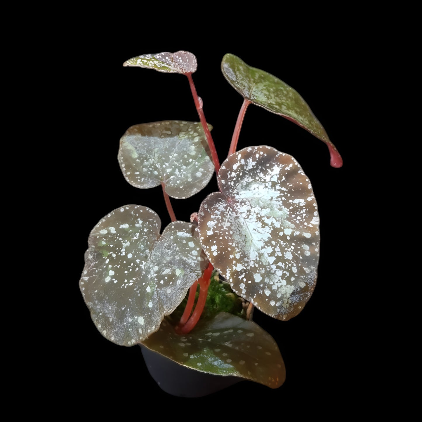 Begonia variablis