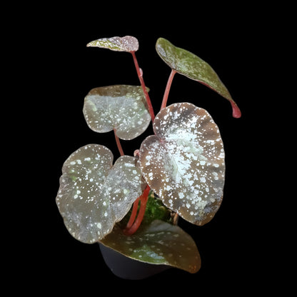 Begonia variablis