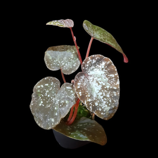 Begonia variablis