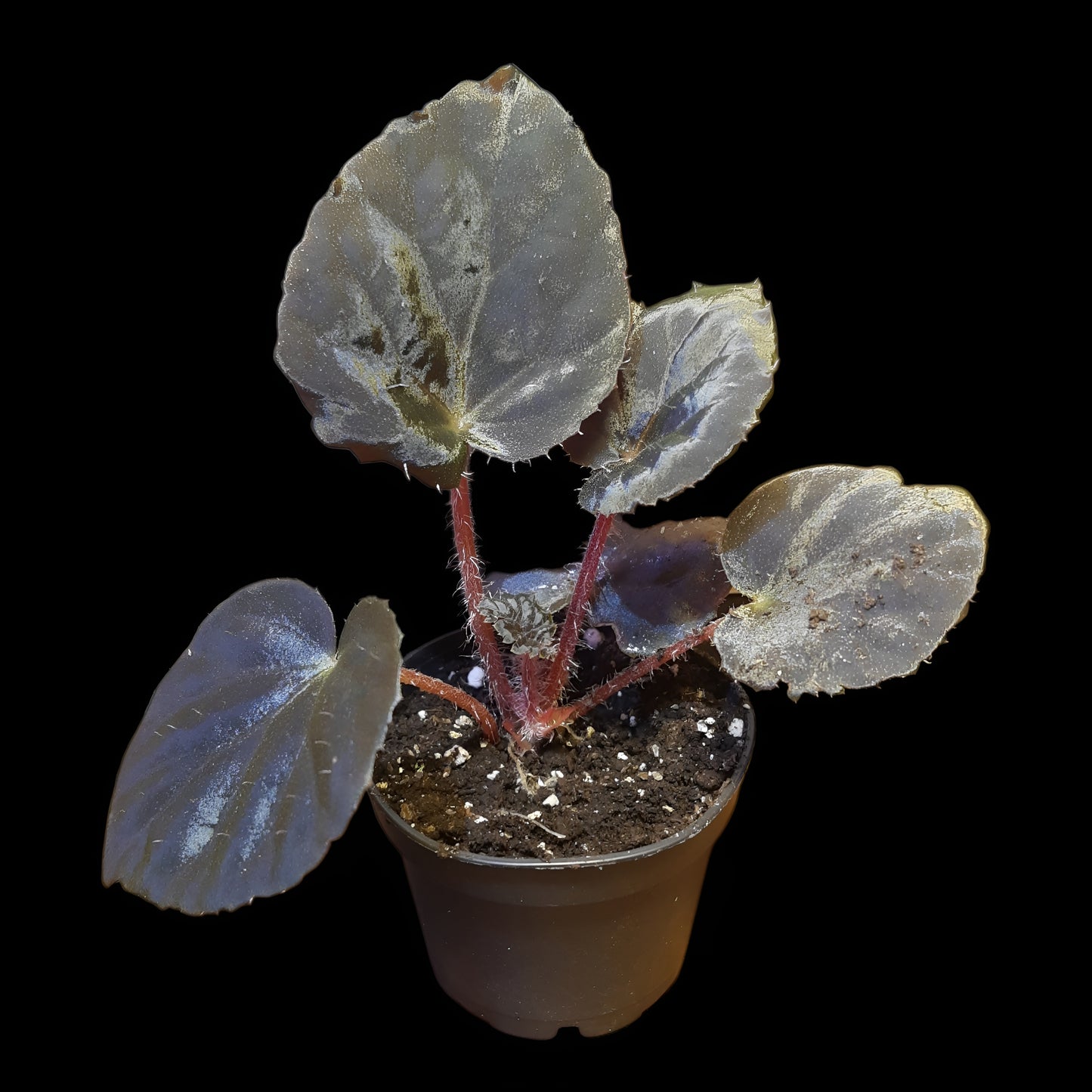 Rarität! Begonia metachroa