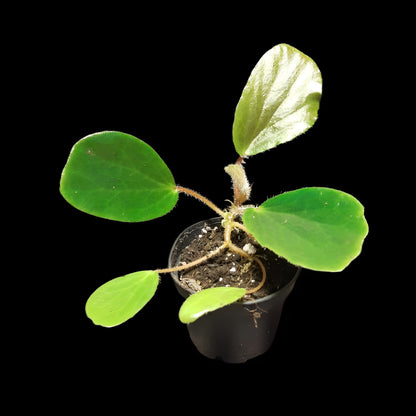 Begonia blancii