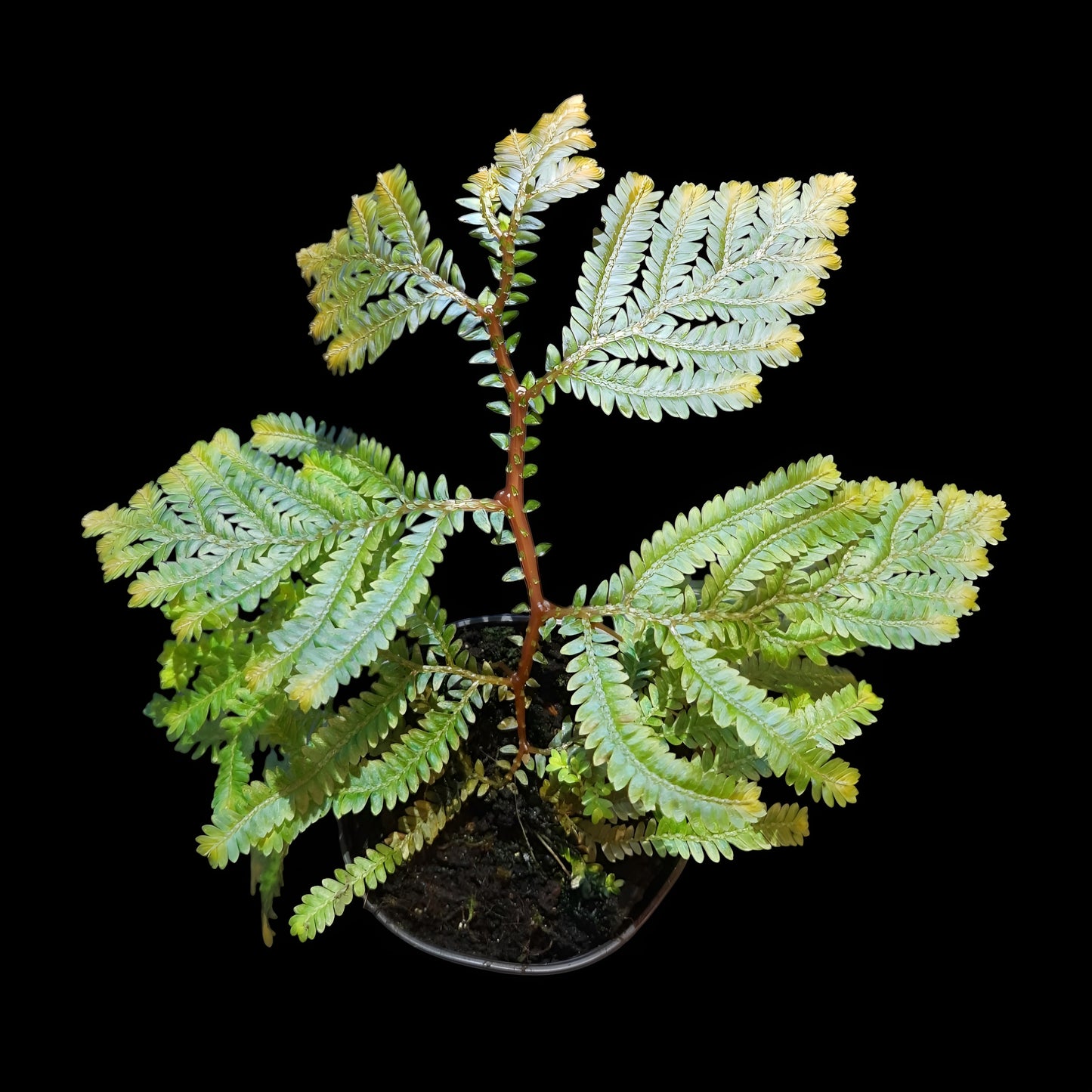Selaginella willdenowii