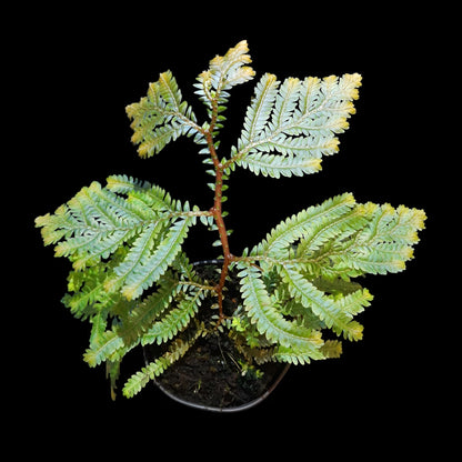 Selaginella willdenowii