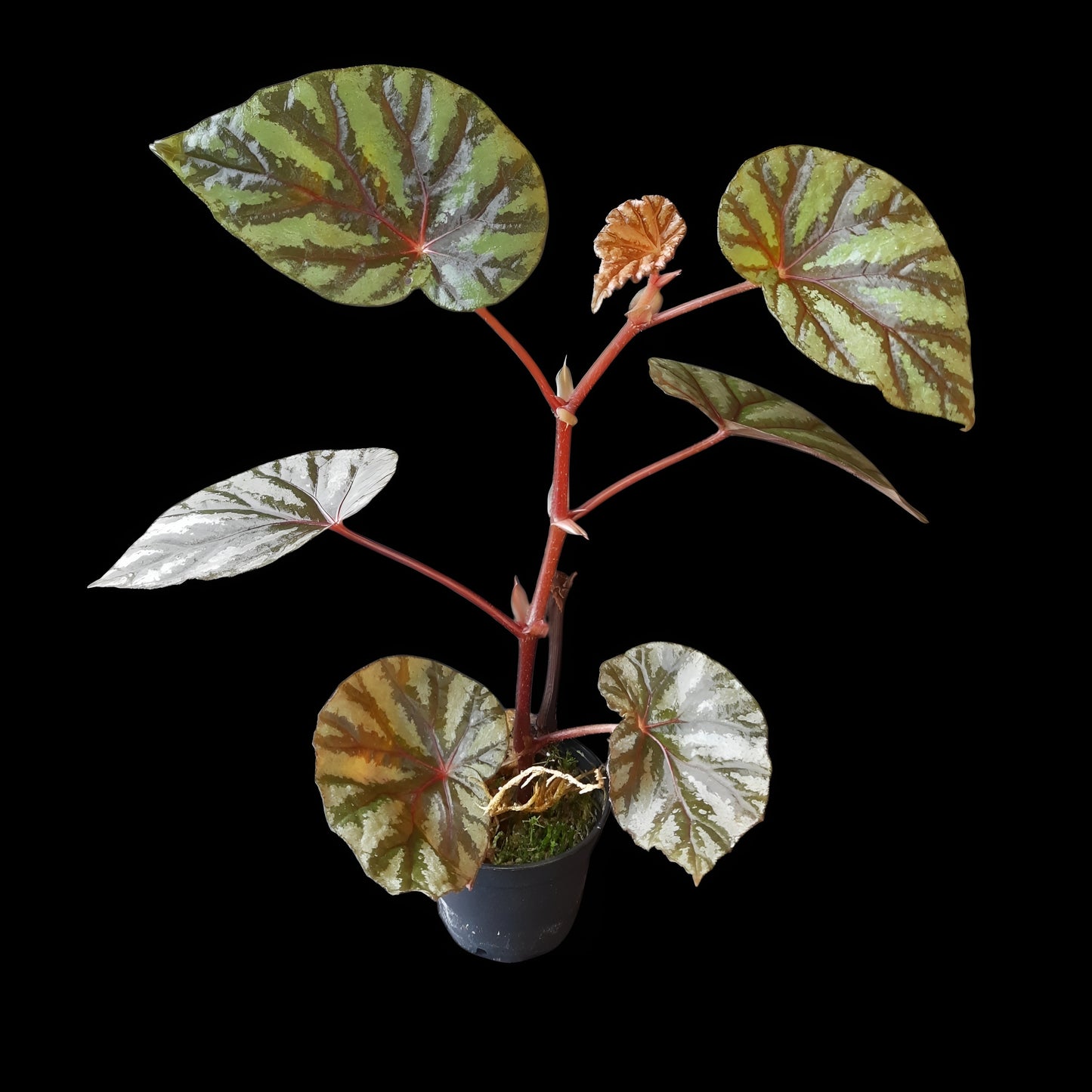 Begonia Irian Jaya, U682