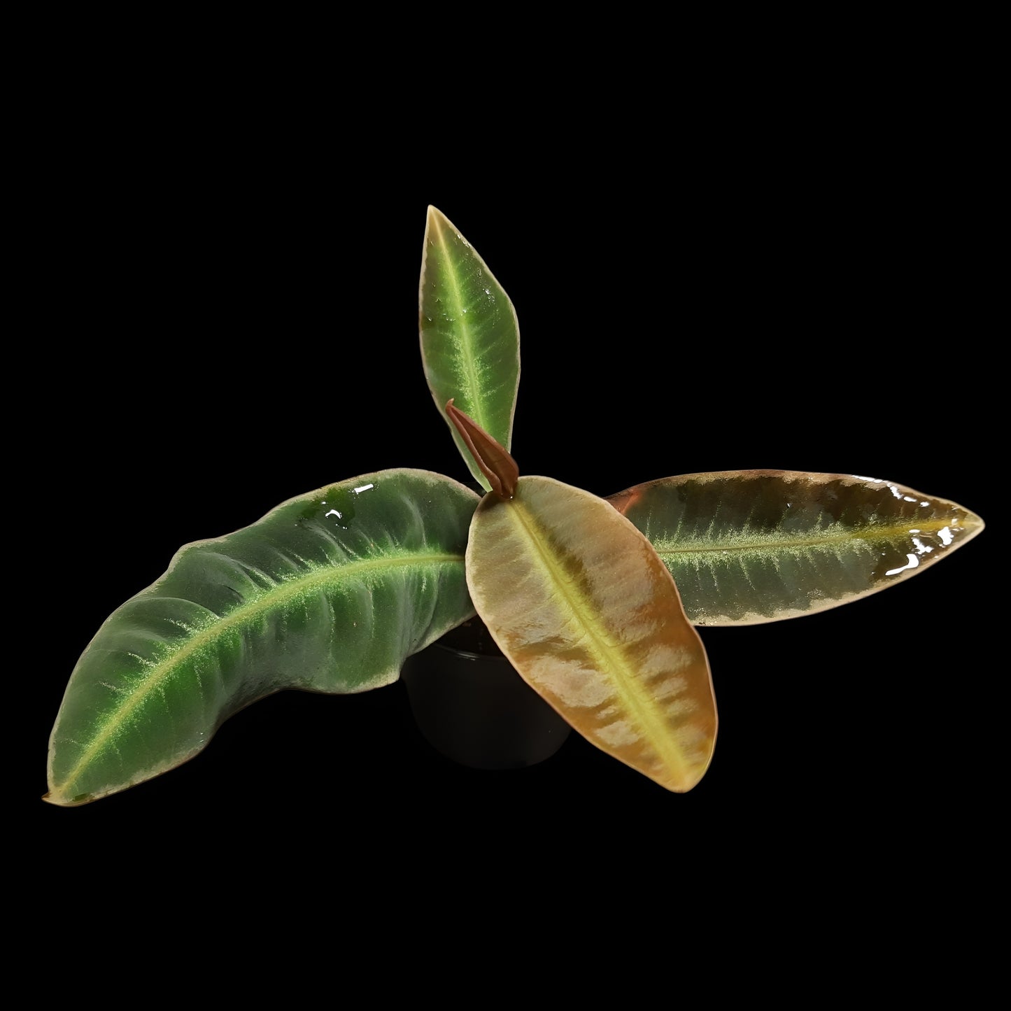 Labisia pumila?, Ardisia