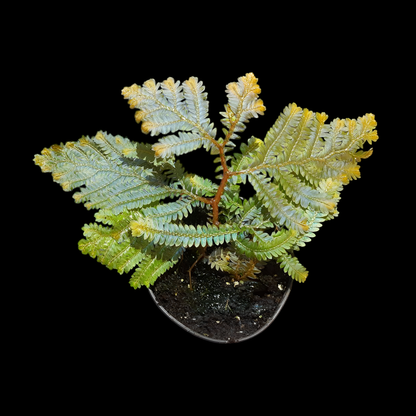 Selaginella willdenowii