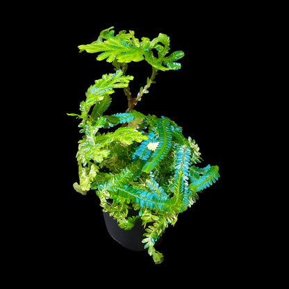 Selaginella willdenowii variegata, variegated kaufen