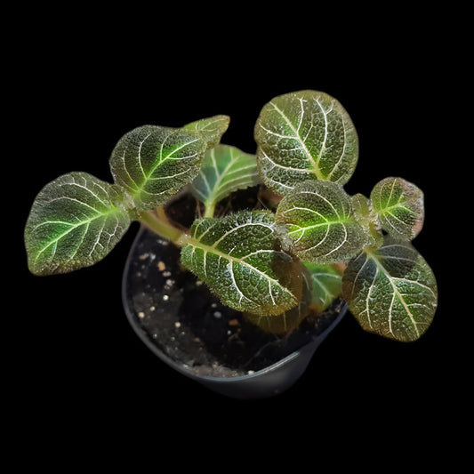 Pearcea hypocyrtiflora
