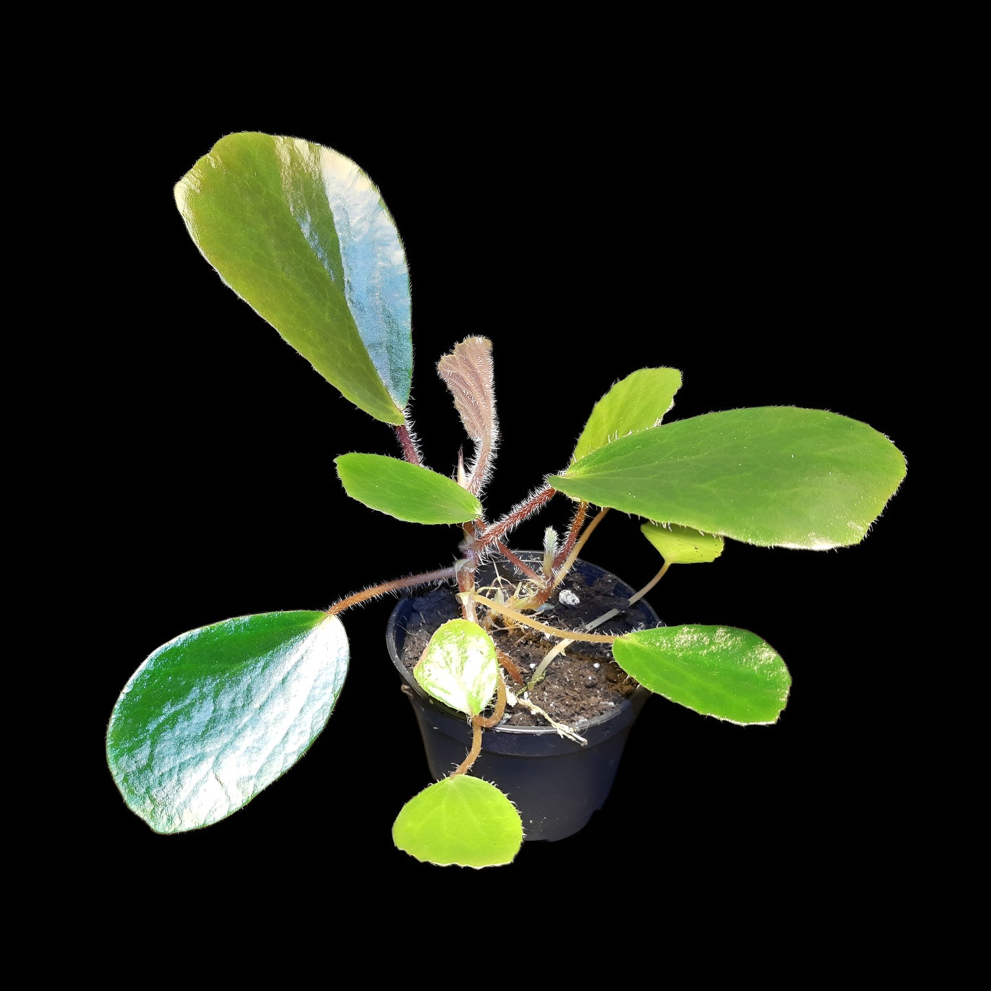 Begonia blancii