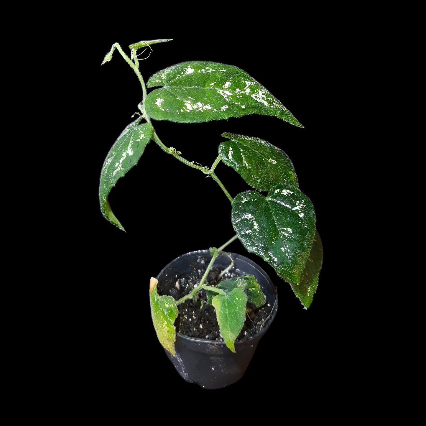 Piper sp. unkown, (Kalimantan, Borneo)