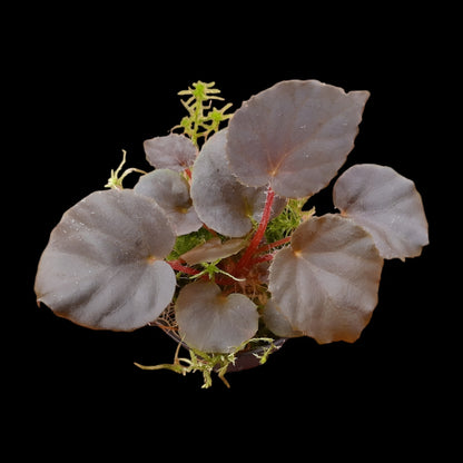 Rarität! Begonia metachroa