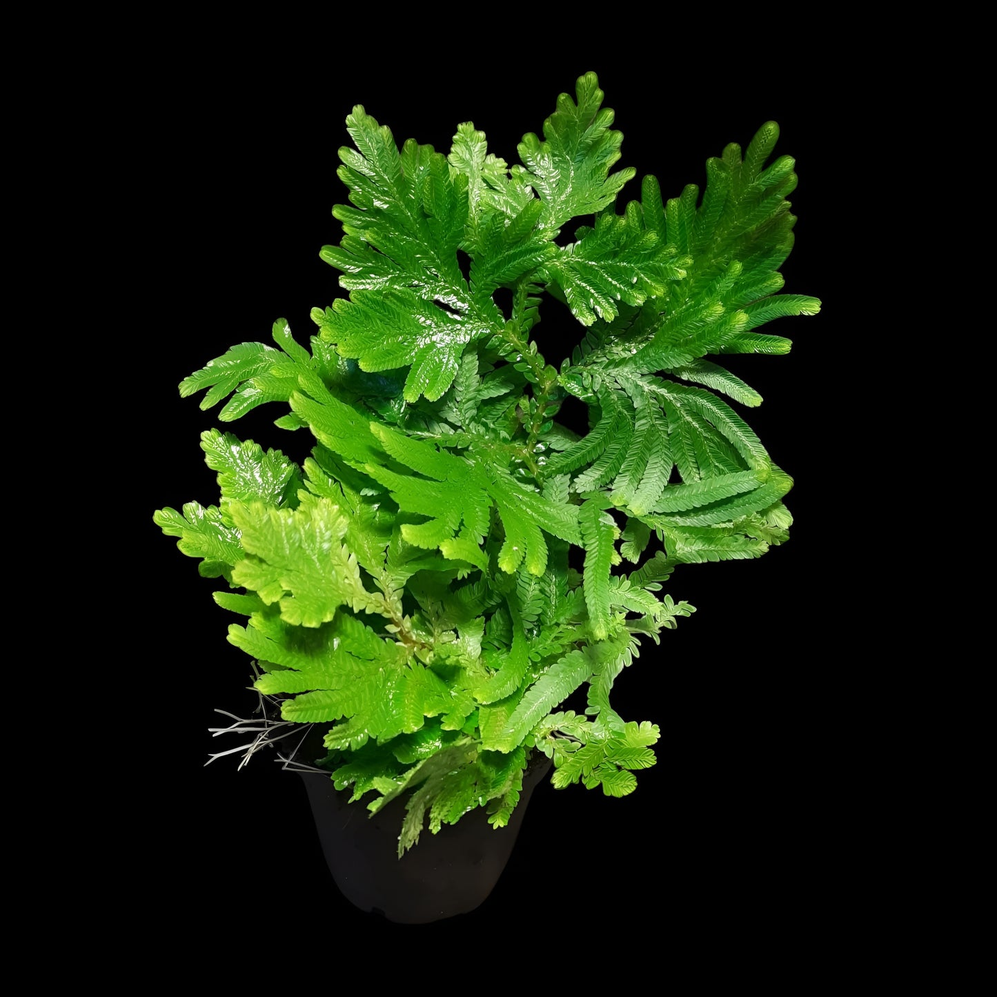 Selaginella suriname