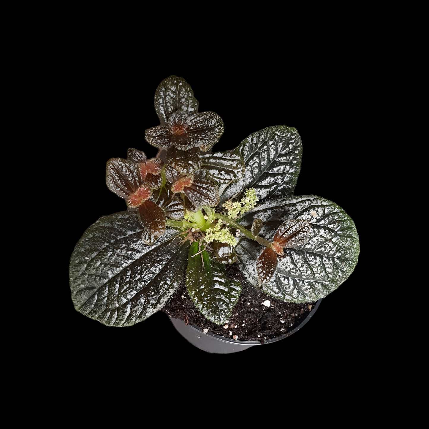 Pilea repens