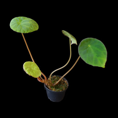 Begonia scapigera