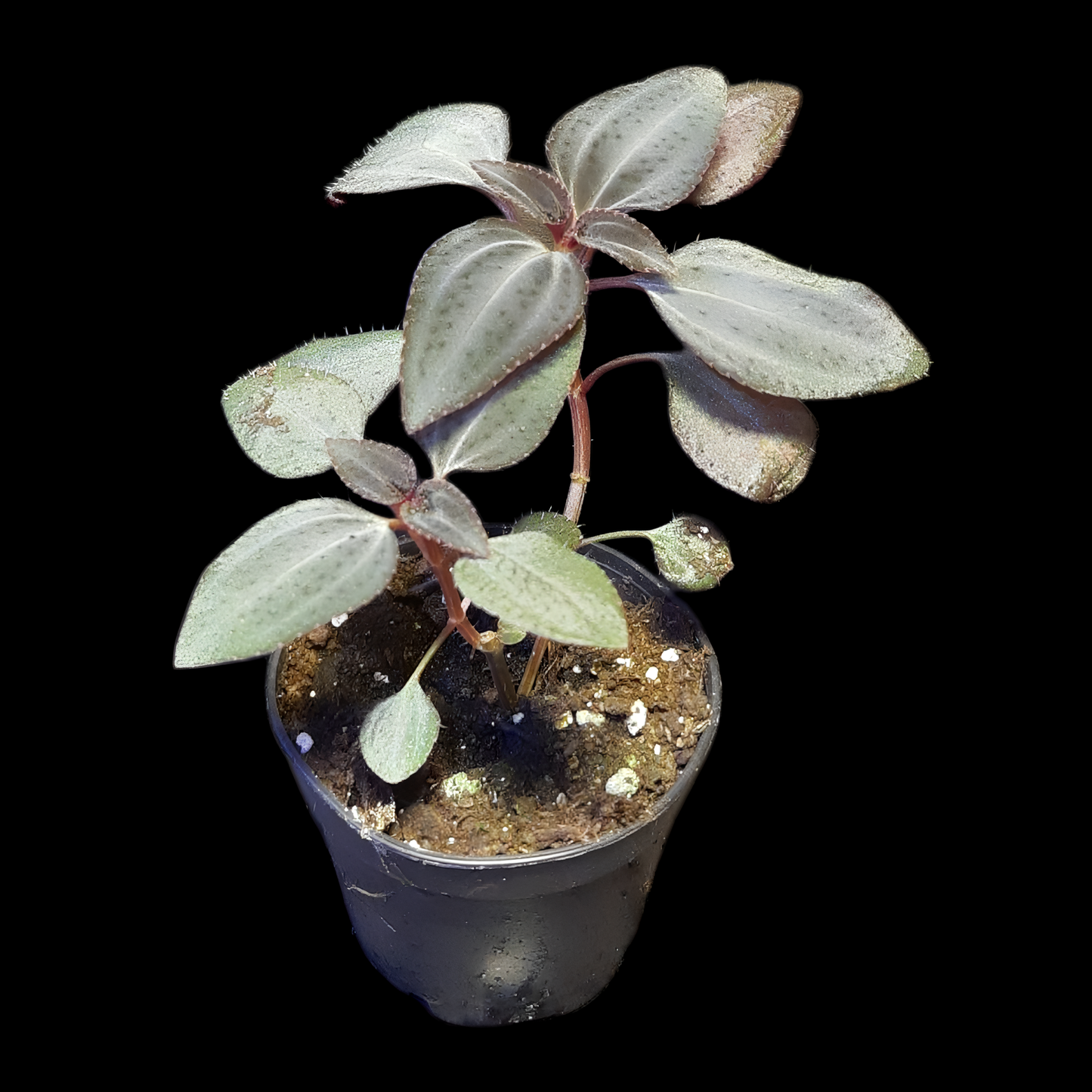 Arthrostemma parvifolium