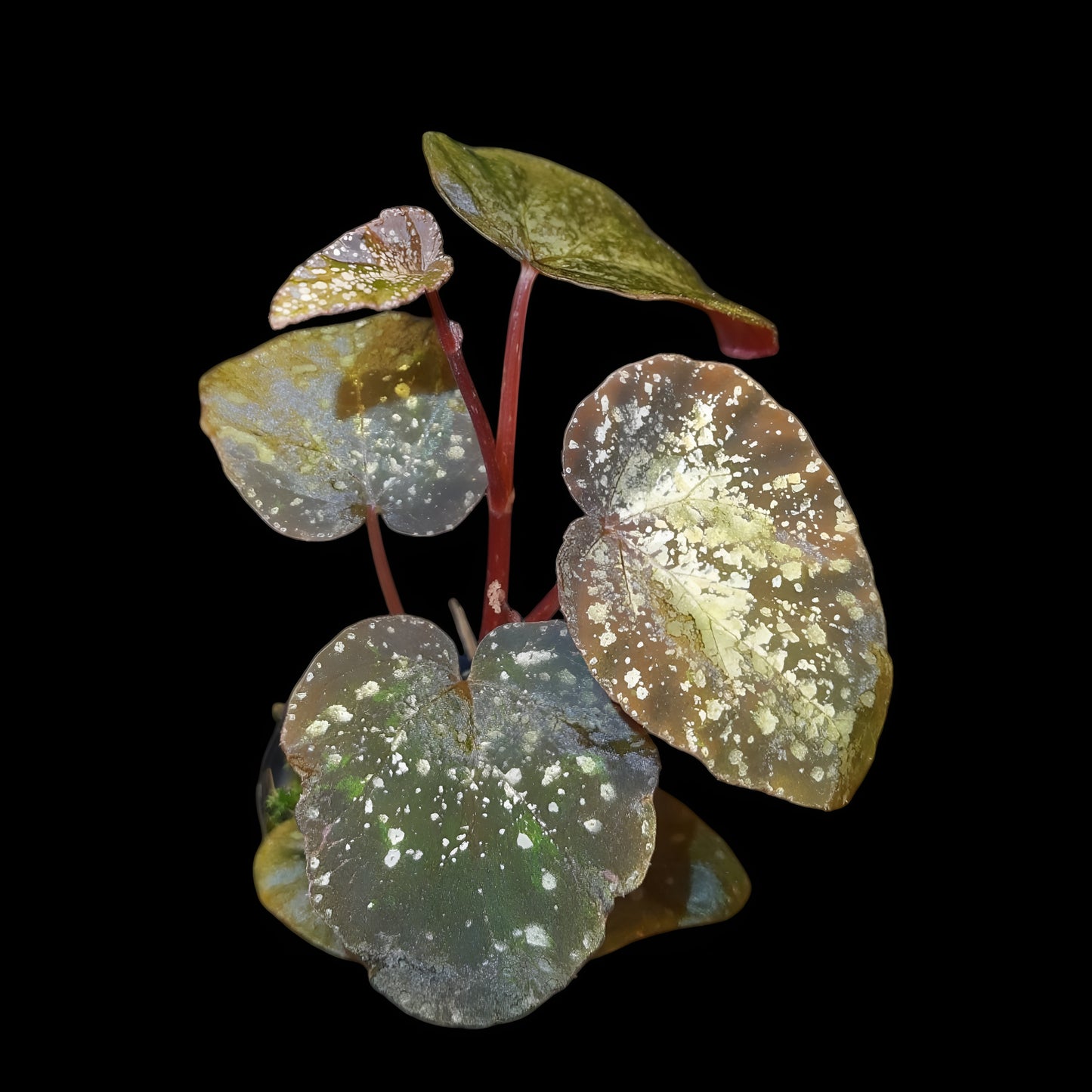 Begonia variablis