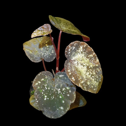 Begonia variablis