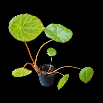 Begonia scapigera
