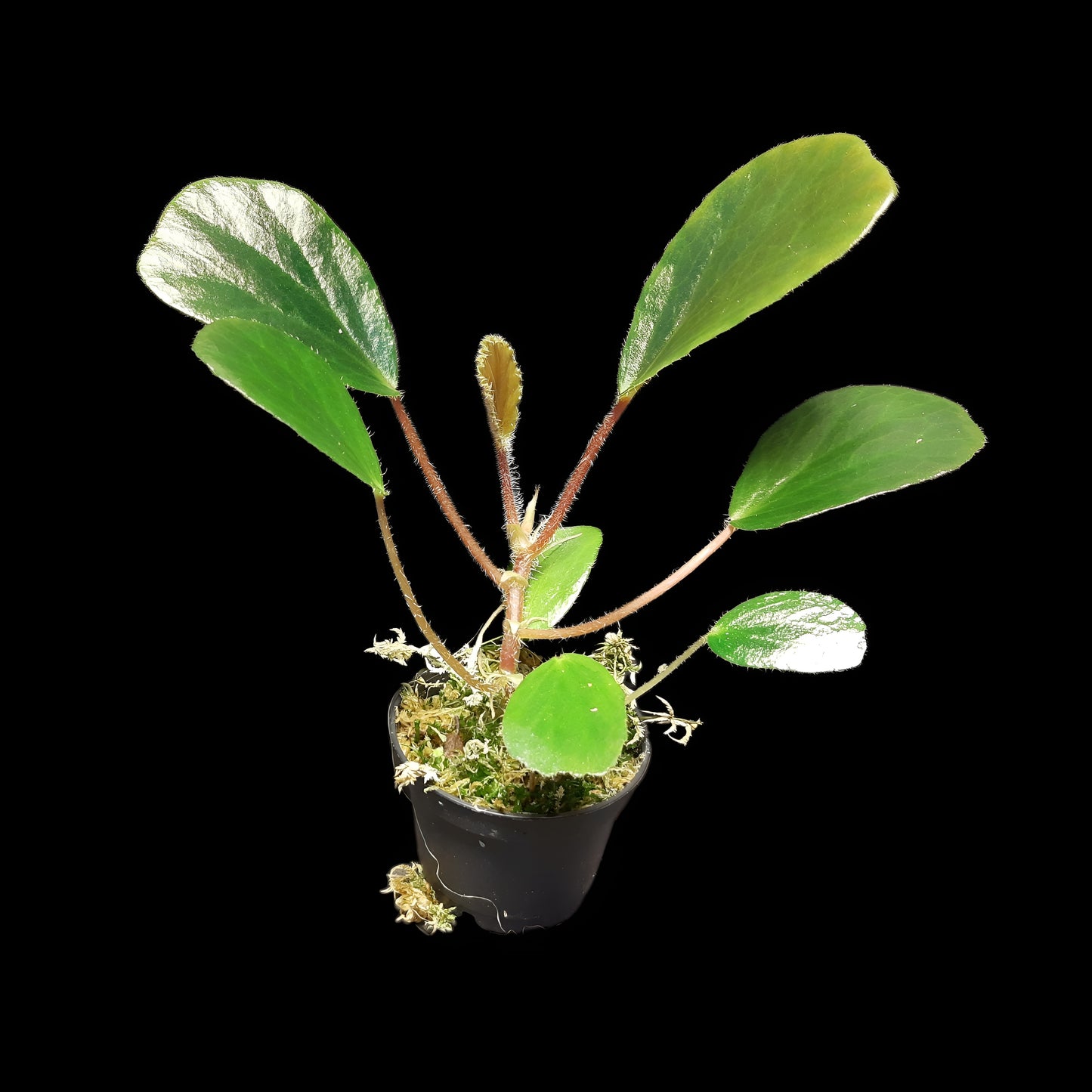 Begonia blancii