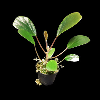 Begonia blancii