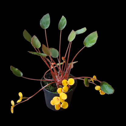 Begonia vankerckhovenii, (Miniaturbegonie)