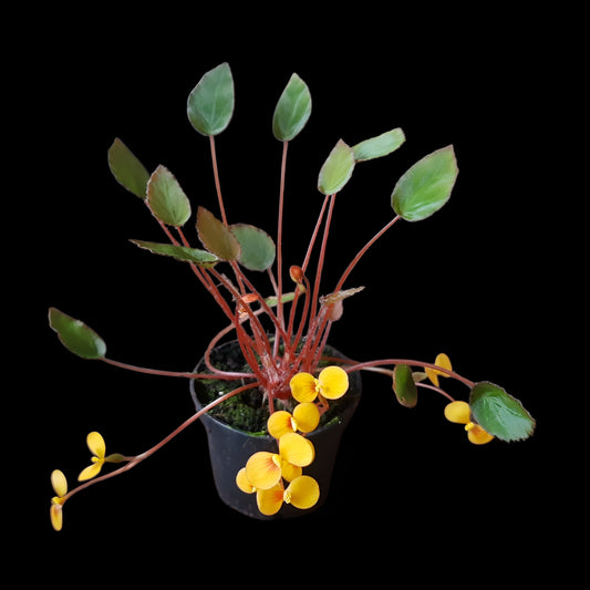 Begonia vankerckhovenii, (Miniaturbegonie)