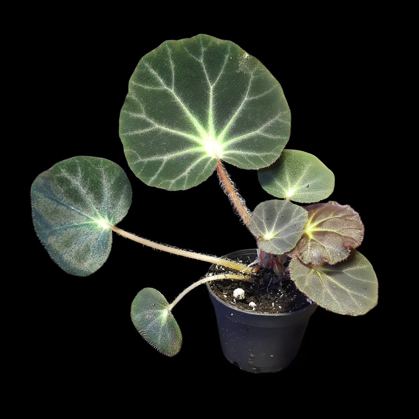 Rarität! Begonia subacida