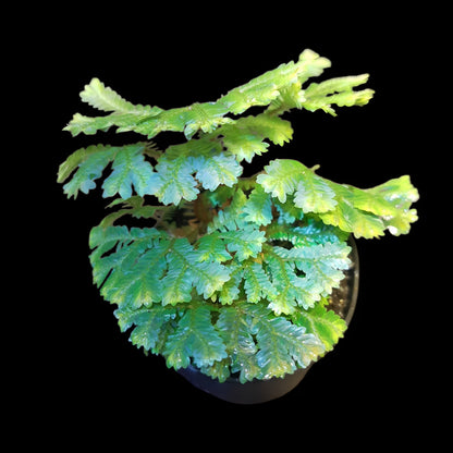 Selaginella intermedia