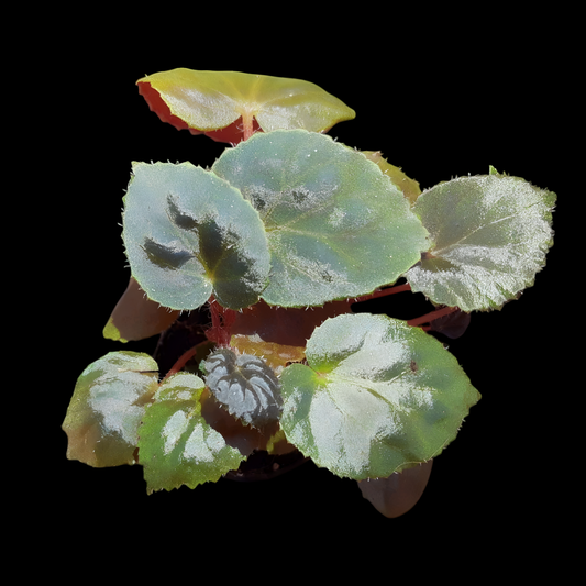 Rarität! Begonia metachroa