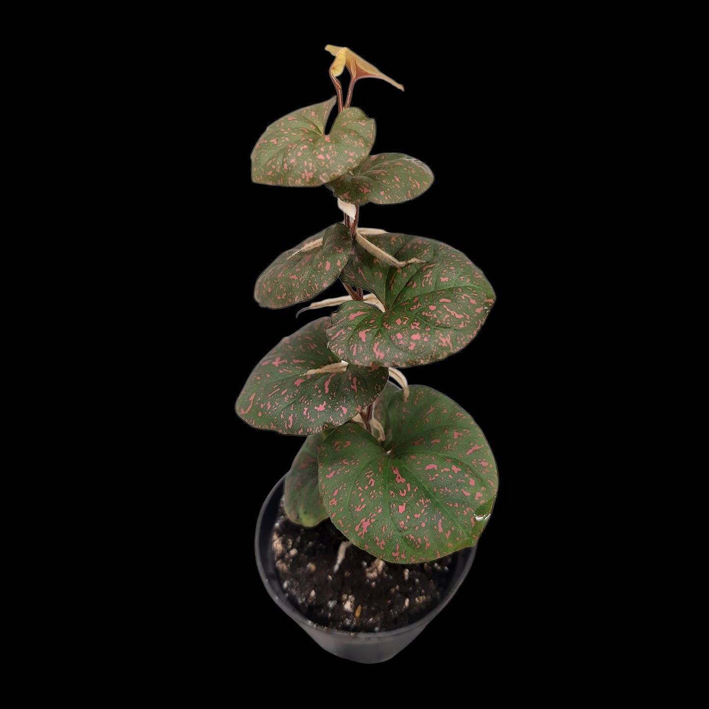 Rarität! Piper sp. Papua pink, Rankpflanze fürs Regenwald Terrarium