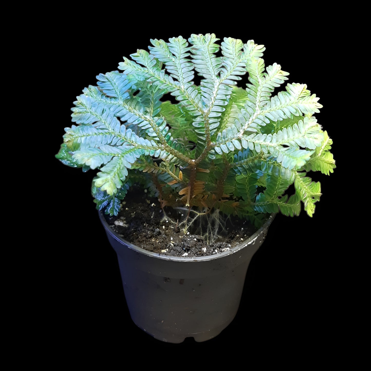 Selaginella intermedia
