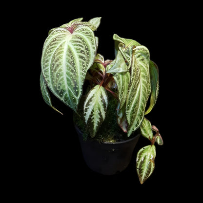 Sonerila sp. Sumatra