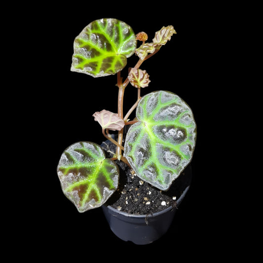Begonia sarawak × dracopelta
