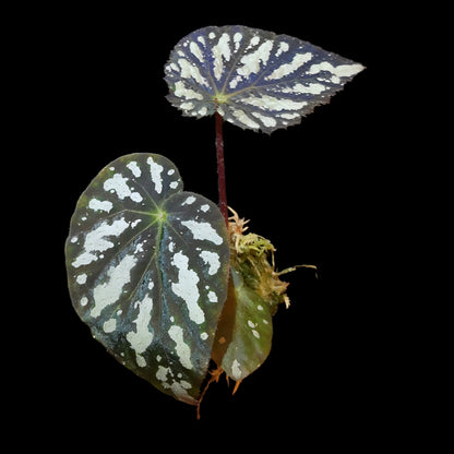 Begonia aiensis