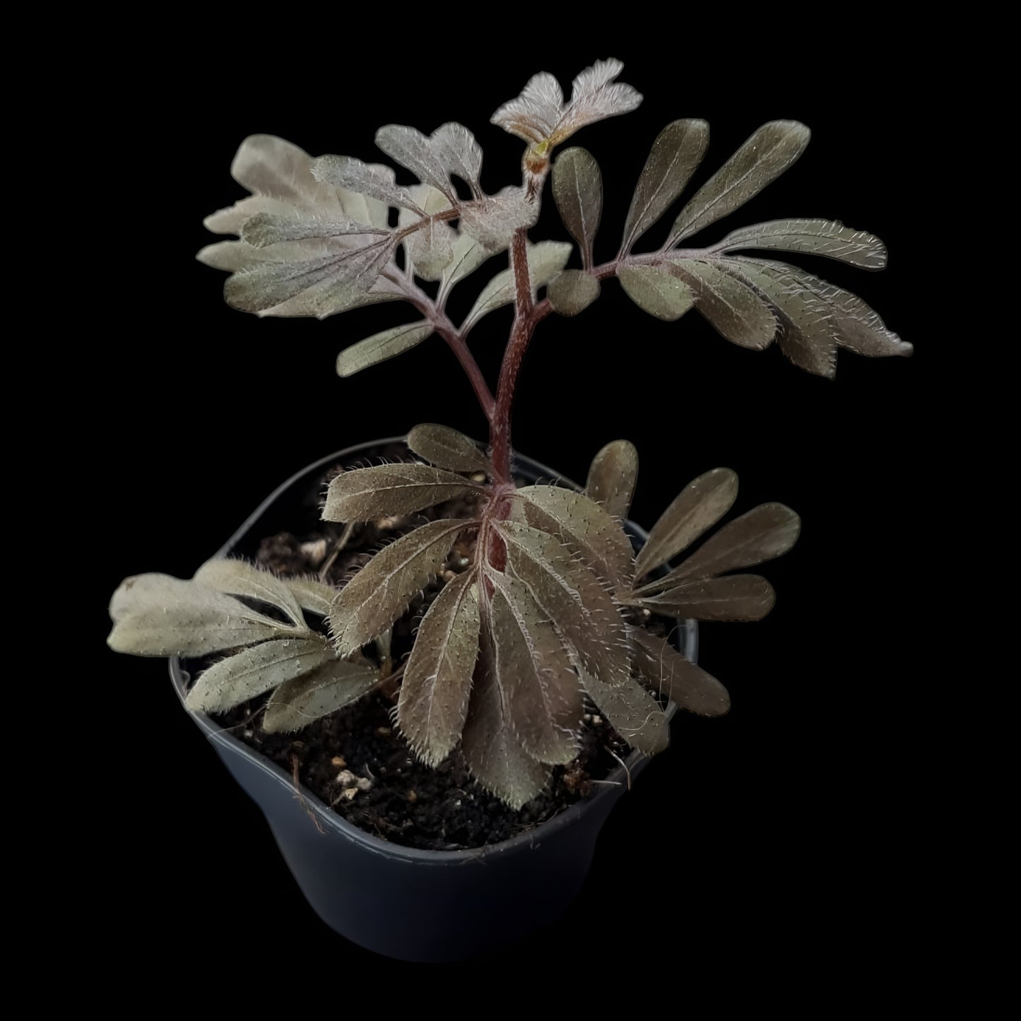 Solanum uleanum, Rankpflanze