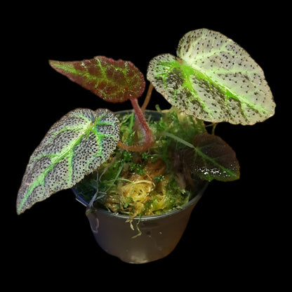 Begonia Sumatra utara