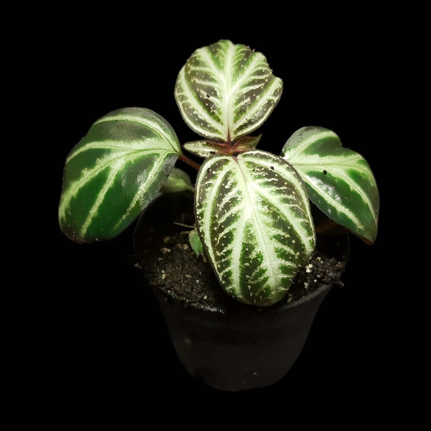 Sonerila sp. Sumatra