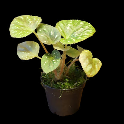 Begonia U681